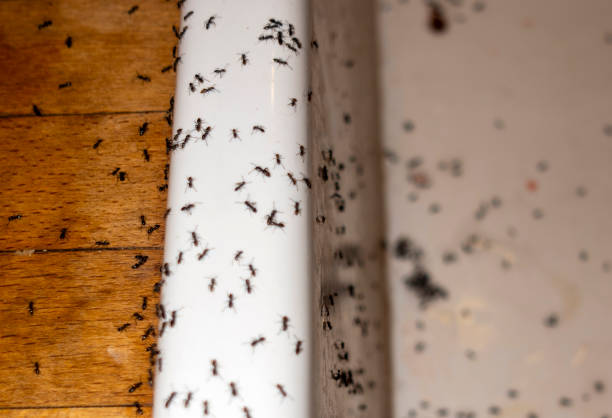 Best Pest Prevention Services  in Erath, LA