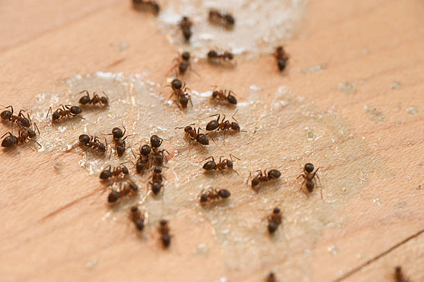 Best Residential Pest Control  in Erath, LA